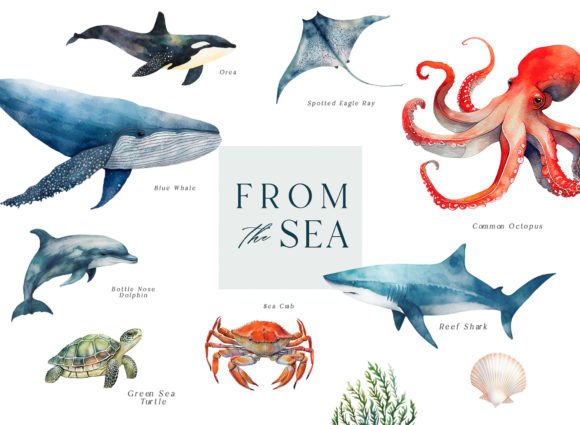 Download Sea Life Watercolor Clipart - Sea life Collection